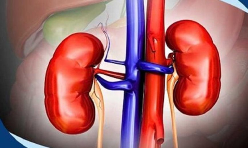 خلايا جينية مبتكرة تقدم حلاً ثورياً لمعاناة مرضى غسيل الكلى