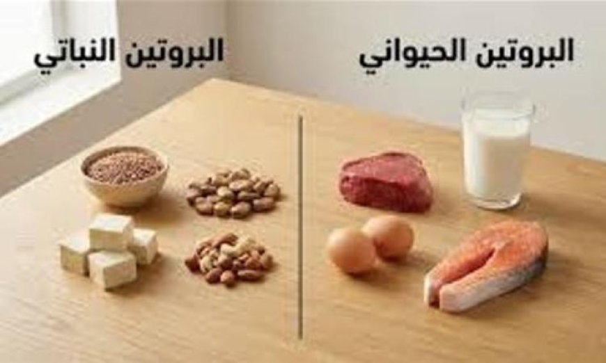 البروتين الحيواني مقابل البروتين النباتي اكتشف الخيار الأفضل لك