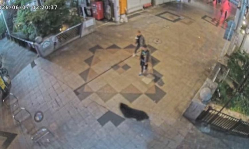 دب يسبب فوضى في مدينة يابانية ويعرقل الدراسة