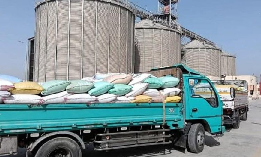 محافظة بني سويف تستمر في استقبال محصول القمح من المزارعين لتعزيز الإنتاج الزراعي