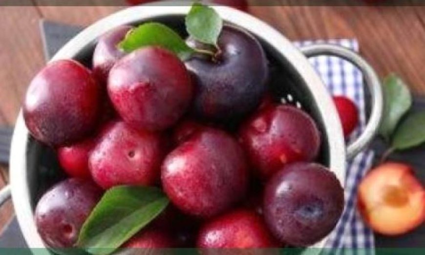 دراسة تكشف أن تناول البرقوق يساهم في تقليل خطر هشاشة العظام لدى النساء