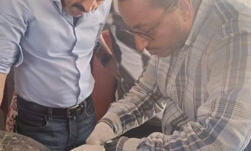 السفر الملهم للسلحفاة دريا من اليونان إلى مصر يتحول إلى نموذج لحماية الحياة البحرية