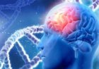 أطعمة تعزز صحة الدماغ وتقي من مرض الخرف
