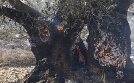 الاحتلال الإسرائيلي يتلف مئات أشجار الزيتون في عملية حرق غرب رام الله