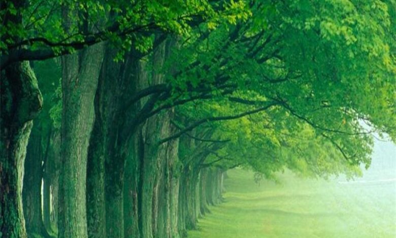https://www.arab-box.com/the-green-forest-in-a-dream/