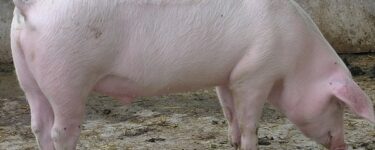 تفسير أكل لحم الخنزير في المنام لابن سيرين
