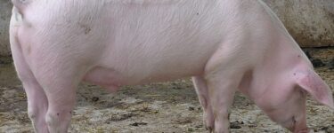 تفسير حلم الخنزير في المنام لابن سيرين