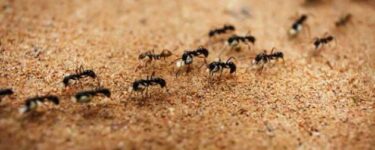 تفسير حلم رؤية النمل في المنام لابن سيرين