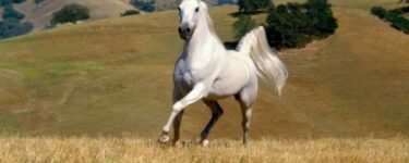 تفسير رؤية الحصان الأبيض في المنام