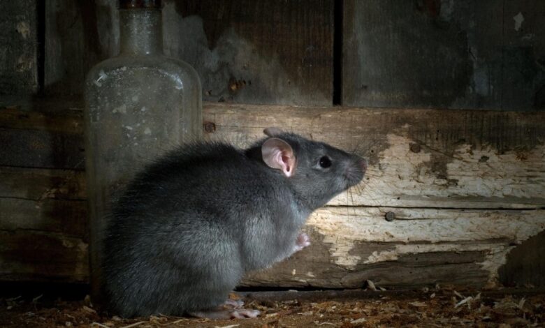 تفسير رؤية الفأر الأسود في البيت في المنام