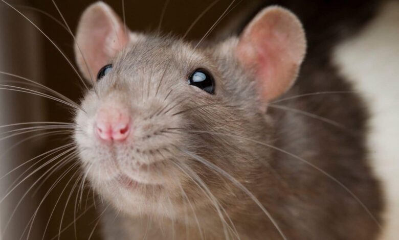 تفسير رؤية الفئران في المنام لابن سيرين