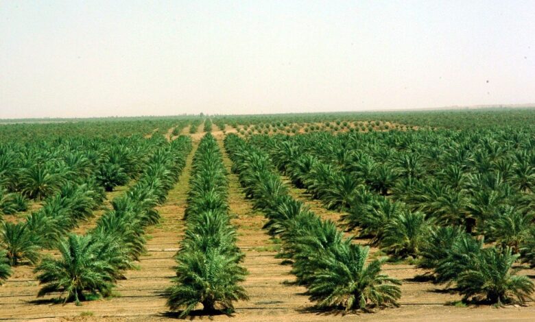 أفضل الزراعات المربحة في السعودية 2021