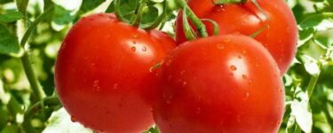 تفسير الطماطم في المنام وخطورة وجودها في حلم الرجال
