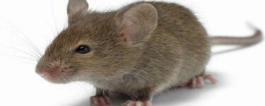 تفسير حلم الفأر الصغير