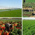 "الزراعة": مجمع الأسمدة الأزوتية يخدم استراتيجية الدولة فى التوسعات الزراعية