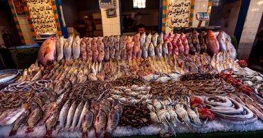 أسعار الأسماك اليوم فى مصر تسجل 53 جنيها للبلطى