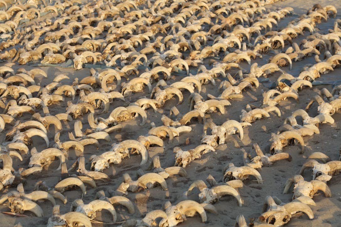 تعود للعصر البطلمي.. اكتشاف 2000 من رؤوس الكباش المحنطة في سوهاج (صور)