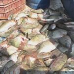 أسعار الأسماك.. البلطى مقاس (1) 73 جنيها إلى 75 بسوق الجملة