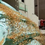 "التموين" تحظر استخدام القمح المحلى على أصحاب مصانع الأعلاف والمزارع السمكية