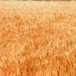 دراسة حديثة: القمح فى "خطر" بسبب تغير المناخ