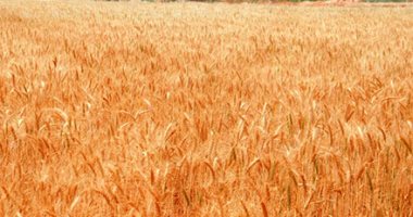 دراسة حديثة: القمح فى "خطر" بسبب تغير المناخ