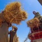 واردات مصر من القمح تتراجع إلى 305 ملايين دولار فى يونيه الماضى