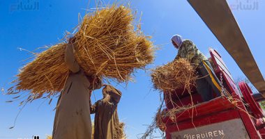 واردات مصر من القمح تتراجع إلى 305 ملايين دولار فى يونيه الماضى