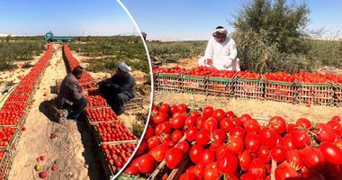 أسعار الخضراوات فى الأسواق.. الطماطم تواصل الانخفاض